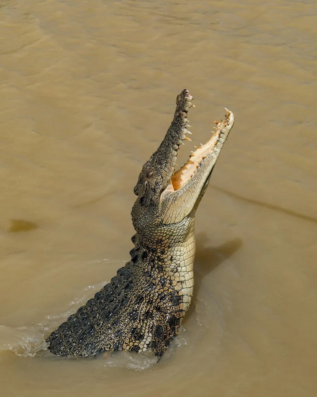 Behind the Scenes of a Croc Cruise