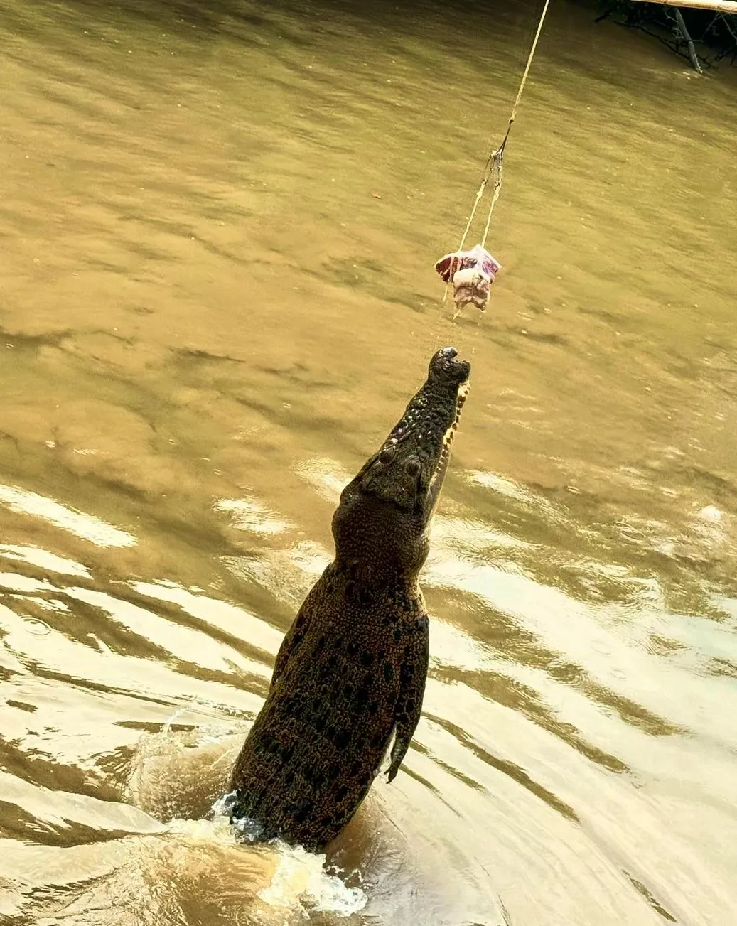 Jumping Crocodile Cruise
