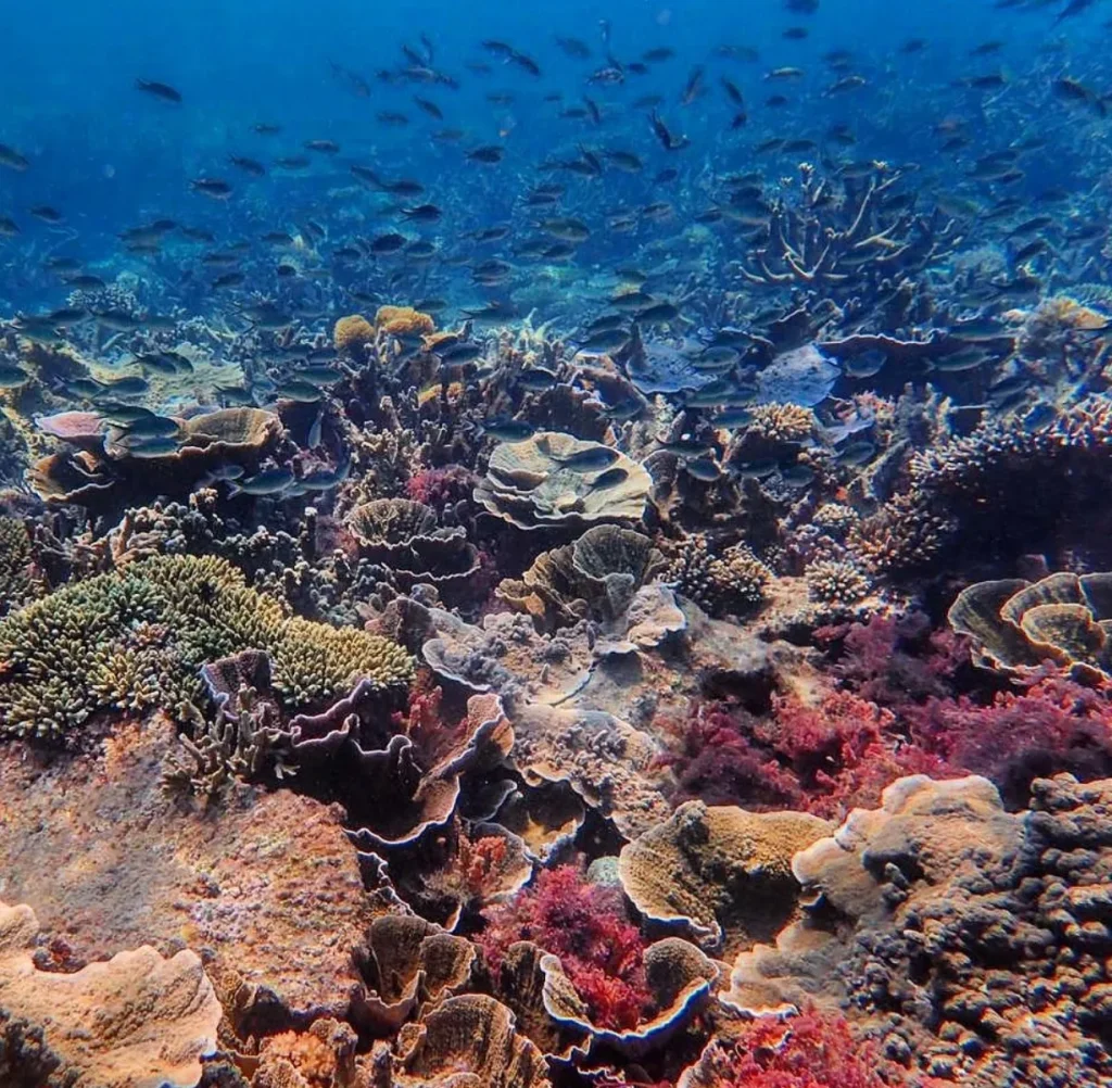 Snorkeling and Diving Spots Along the Great Ocean Road