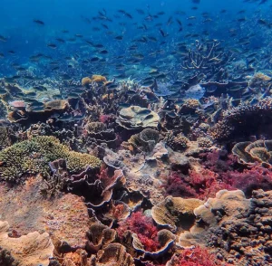 Snorkeling and Diving Spots Along the Great Ocean Road