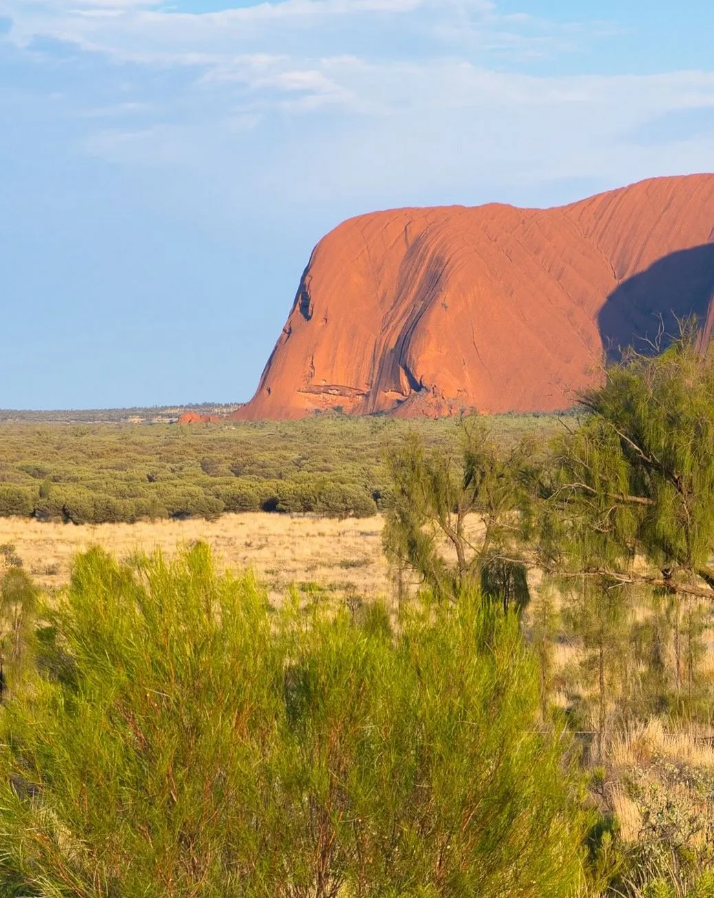 Steel Feather Lace Elephant | Wildlife to Spot (and Respect) Near Uluru The Desert Bush and Its Quiet Keepers