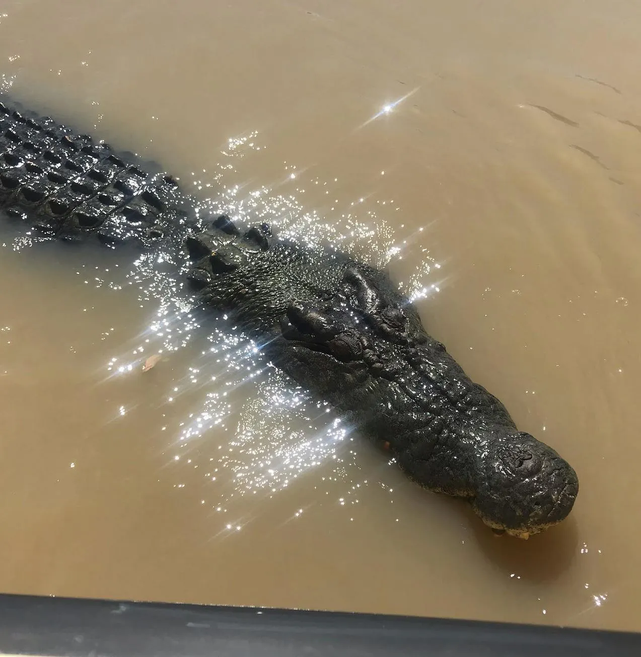 What You Don’t Hear on Most Croc Cruises