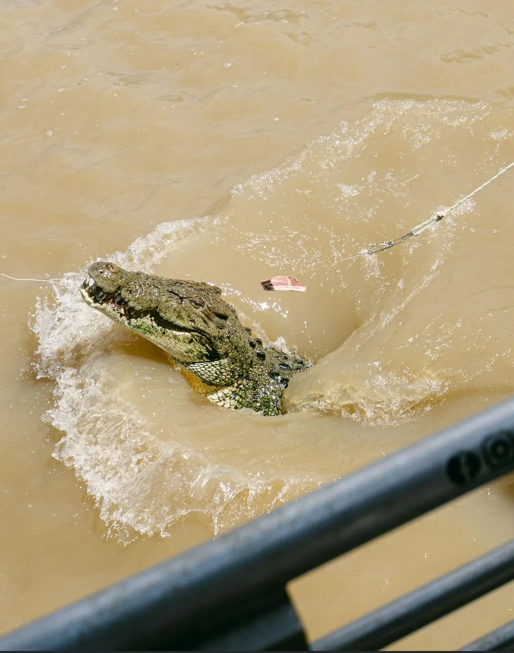 Where to Find the Best Croc Tours With a Conscience