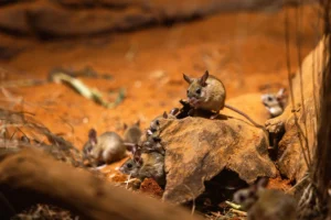 Wildlife to Spot (and Respect) Near Uluru
