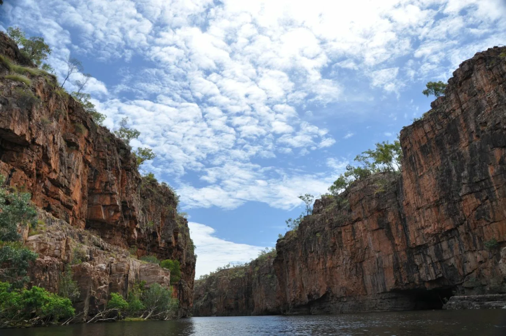 Steel Feather Lace Elephant | Explore Katherine Gorge in Nitmiluk National Park: Ultimate Travel Guide